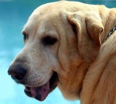 Labrador-Shankly