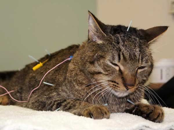 Cat having acupuncture