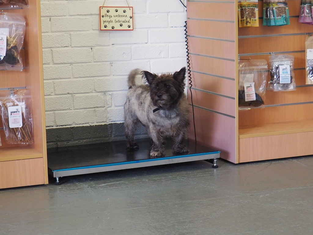 Trefor at the Raw Paw Store
